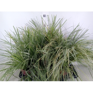 Carex oshimensis 'Everest'