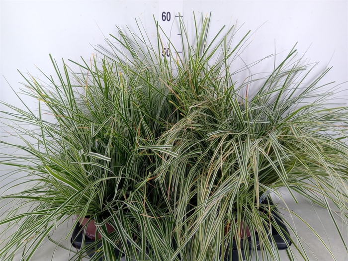 <h4>Carex oshimensis 'Everest'</h4>