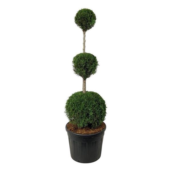 <h4>Thuja occ. 'Smaragd'</h4>