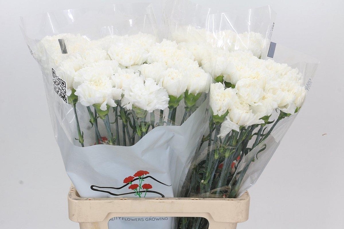 <h4>Dianthus St Holly</h4>