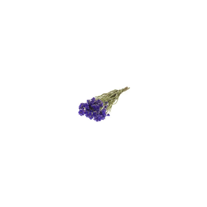 <h4>.Statice sinuata nat.blue</h4>