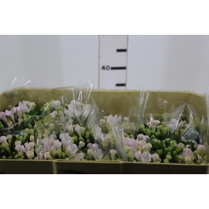 BOUVARDIA ELEGANCE DOUBLE BIANCA 040 CM