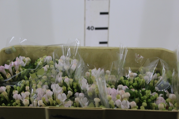 <h4>BOUVARDIA ELEGANCE DOUBLE BIANCA 040 CM</h4>