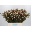 Chamelaucium Moonlight Delight