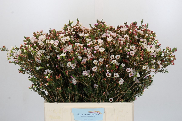 Chamelaucium Moonlight Delight