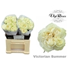 R GR VICTORIAN SUMMER