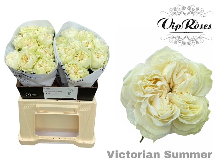 R GR VICTORIAN SUMMER
