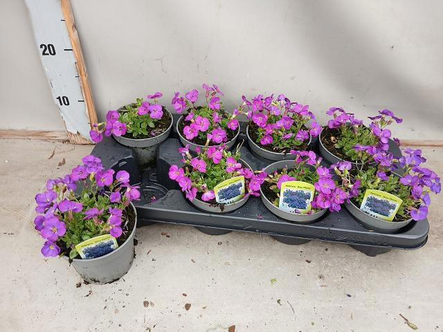 <h4>AUBR OV stock</h4>