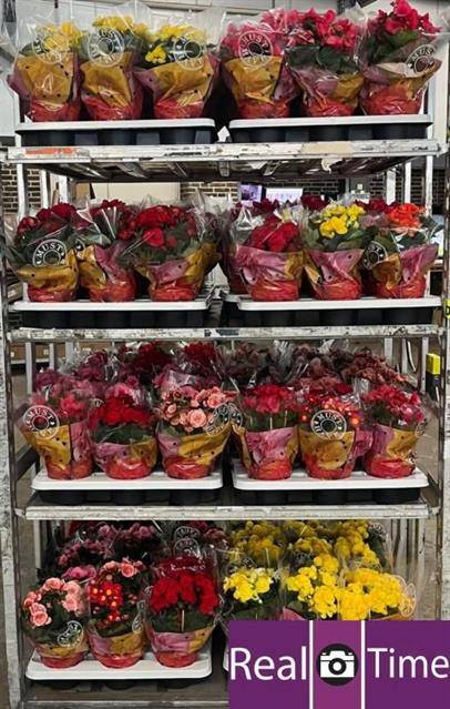 Begonia Elatior mix 14Ø 28cm