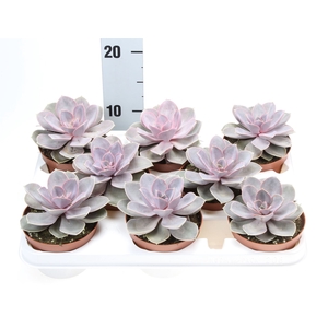 Echeveria  'Perle von Nurnberg'