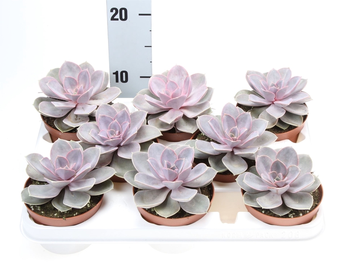 <h4>Echeveria  'Perle von Nurnberg'</h4>