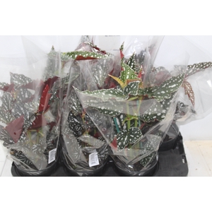 BEGONIA MACULATA SPOTLIGHT P15 VARIADO