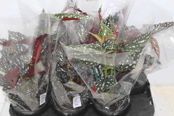 <h4>BEGONIA MACULATA SPOTLIGHT P15 VARIADO</h4>