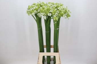 <h4>Ornithogalum Saundersiae</h4>