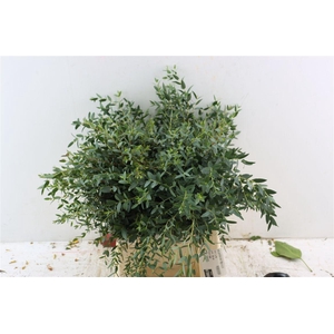 Euca Parvifolia Short 150gr S A P Bunch