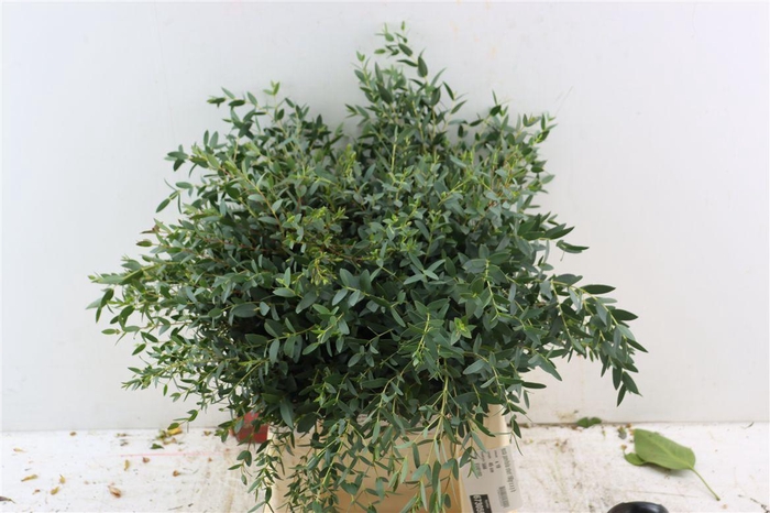 <h4>Euca Parvifolia Short 150gr S A P Bunch</h4>