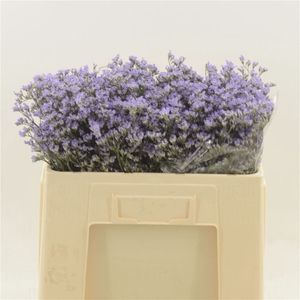 Limonium Maine Blue