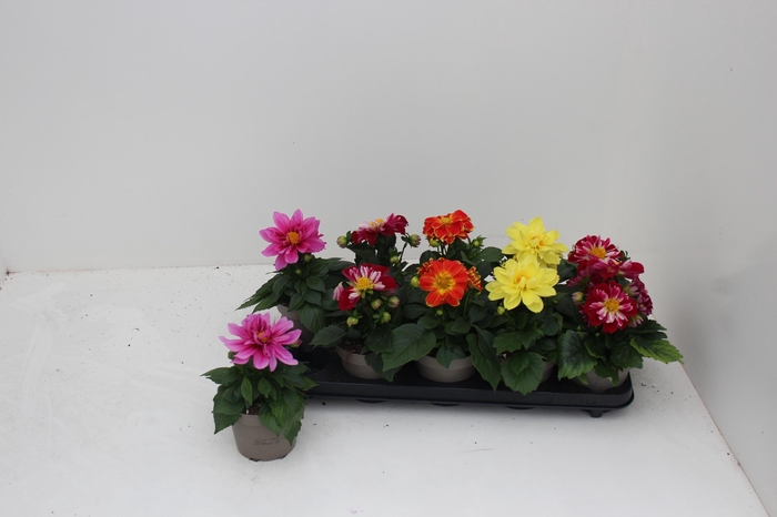 <h4>DAHL L ME GEM</h4>