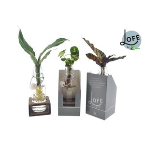 LOFE | Mix in Ann Glas (witte dop) + Naturel Single + verpakking