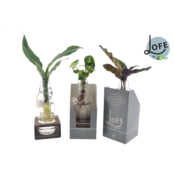 <h4>LOFE | Mix in Ann Glas (witte dop) + Naturel Single + verpakking</h4>
