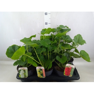 Alcea rosea