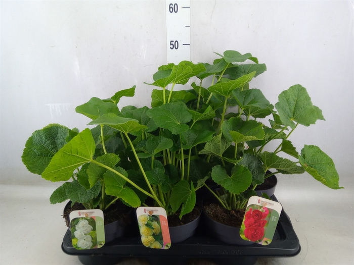 <h4>Alcea rosea</h4>