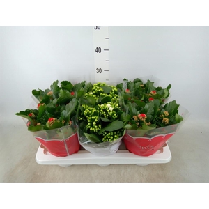 Kalanchoe blos.   ..rosebud mix  2