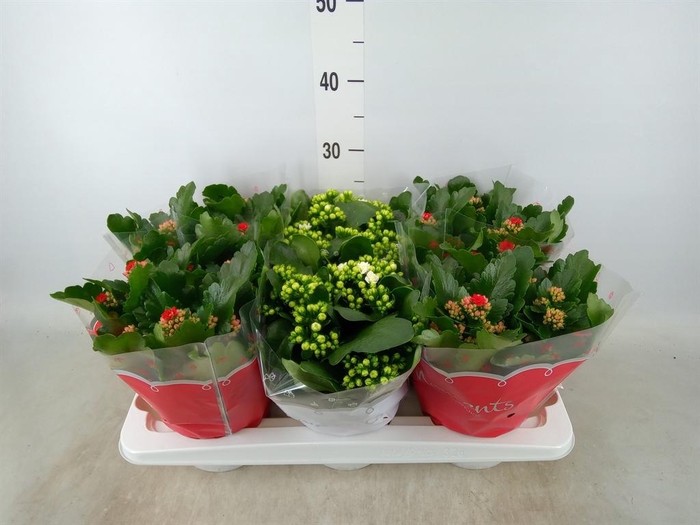 <h4>Kalanchoe blos.   ..rosebud mix  2</h4>