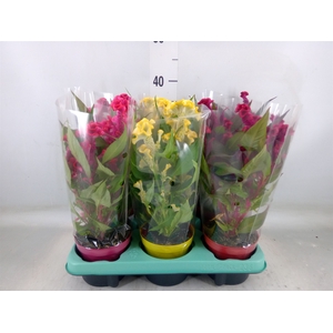 Celosia arg. CR 'Hot Topic'   ..mix