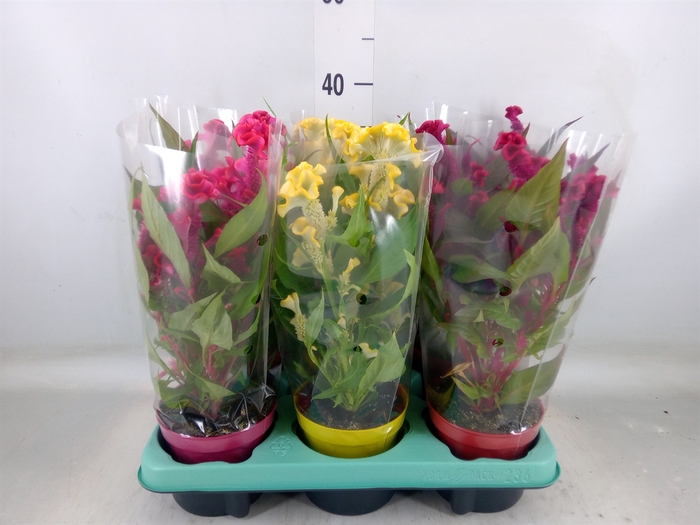 <h4>Celosia arg. CR 'Hot Topic'   ..mix</h4>