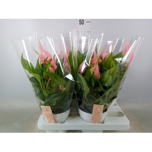 Anthurium andr. 'Lilli'