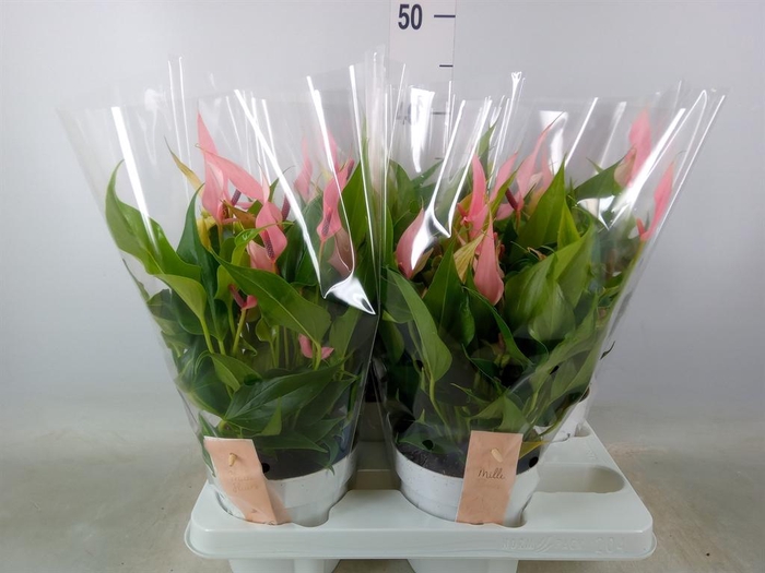 <h4>Anthurium andr. 'Lilli'</h4>