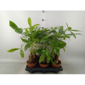 Pachira aquatica
