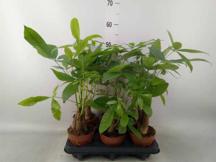 <h4>Pachira aquatica</h4>