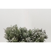 Kaaps Groen Silver Brunia