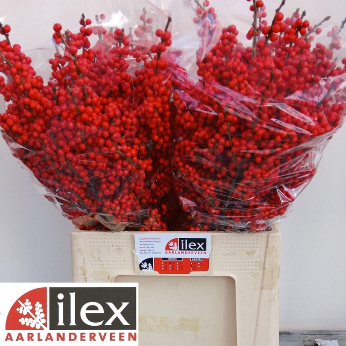 <h4>ILEX VE RODE BES</h4>