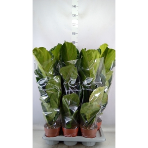 Ficus lyrata