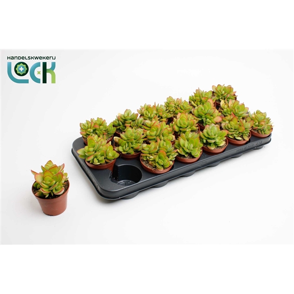<h4>Crassula Moneymaker</h4>