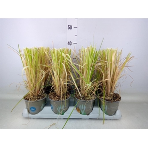 Cortaderia sell.