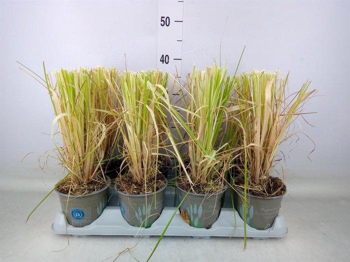 <h4>Cortaderia sell.</h4>