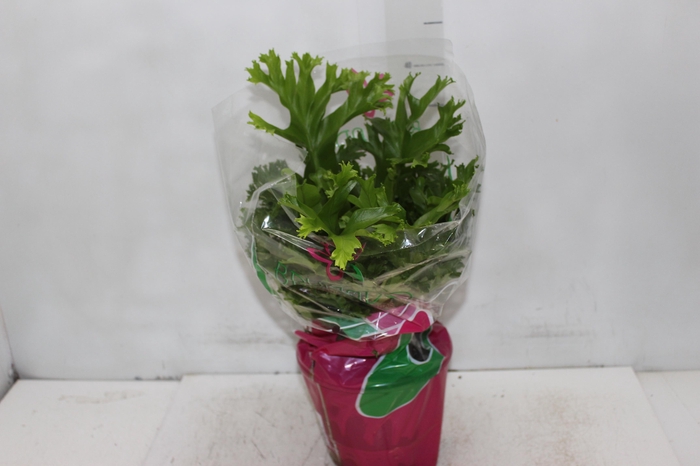 <h4>ASPLENIUM CRISSIE P19</h4>
