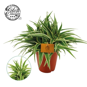 Chlorophytum comosum 'Ocean'