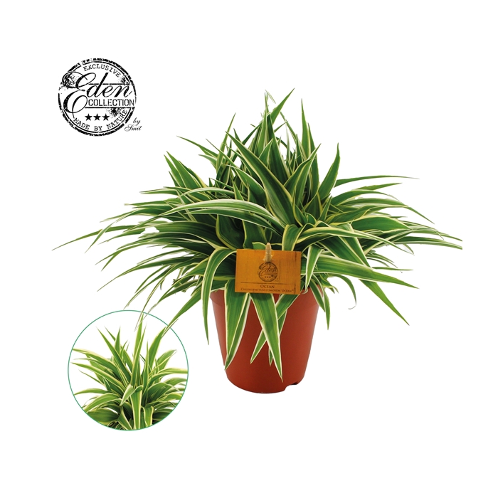 <h4>Chlorophytum Ocean 15cm</h4>