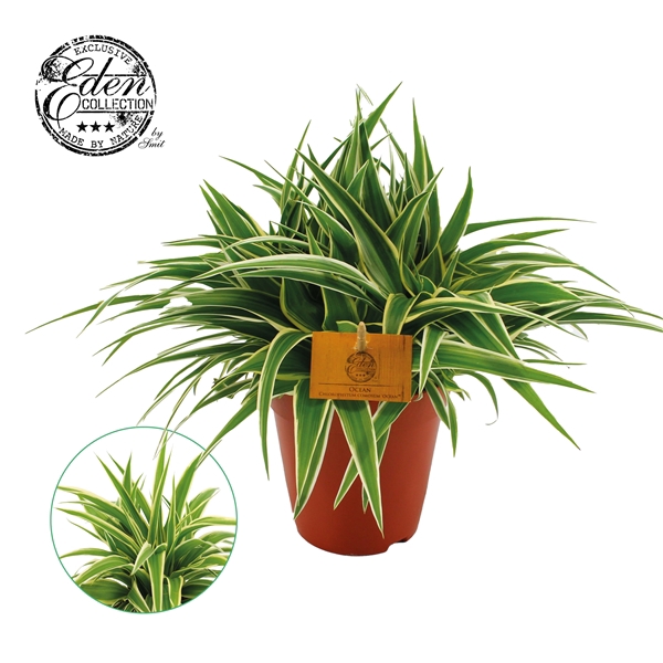 <h4>Chlorophytum Ocean 15cm</h4>