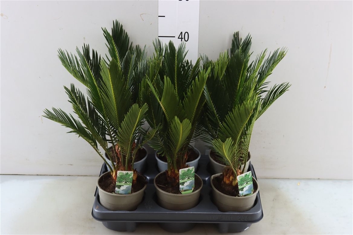 <h4>Cycas Revoluta</h4>