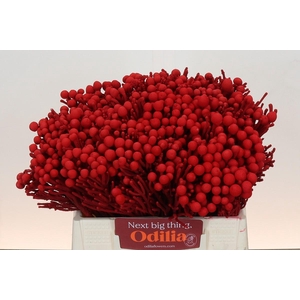 Kaaps Groen Silver Brunia KB Red