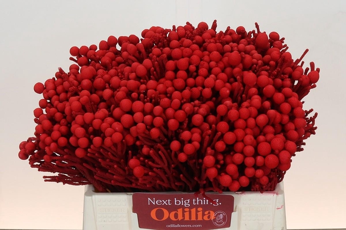 Kaaps Groen Silver Brunia KB Red