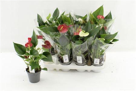 <h4>Anthu An Gem 3+</h4>