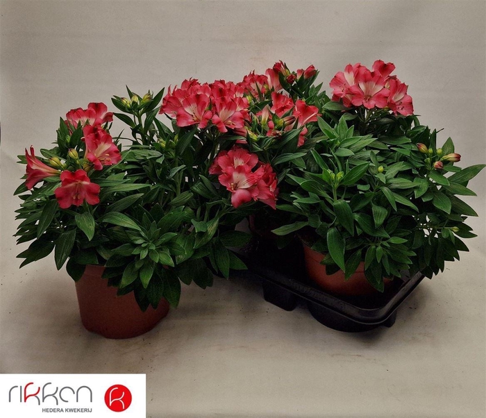 <h4>Alstroemeria Inticancha Romance</h4>