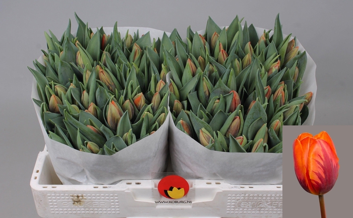 <h4>TU EN PRINSES IRENE</h4>